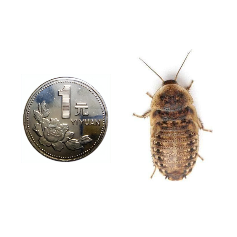 杜比亚蟑螂2.5-3厘米/1斤