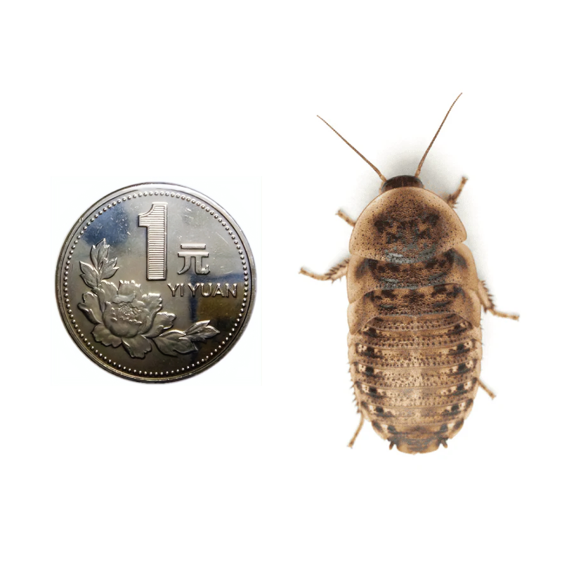 杜比亚蟑螂3-4厘米/1斤