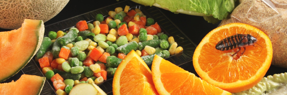 杜比亚蟑螂养殖：综合指南