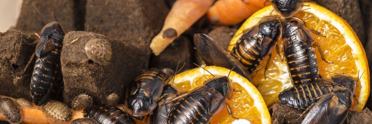 杜比亚蟑螂常见问题解答