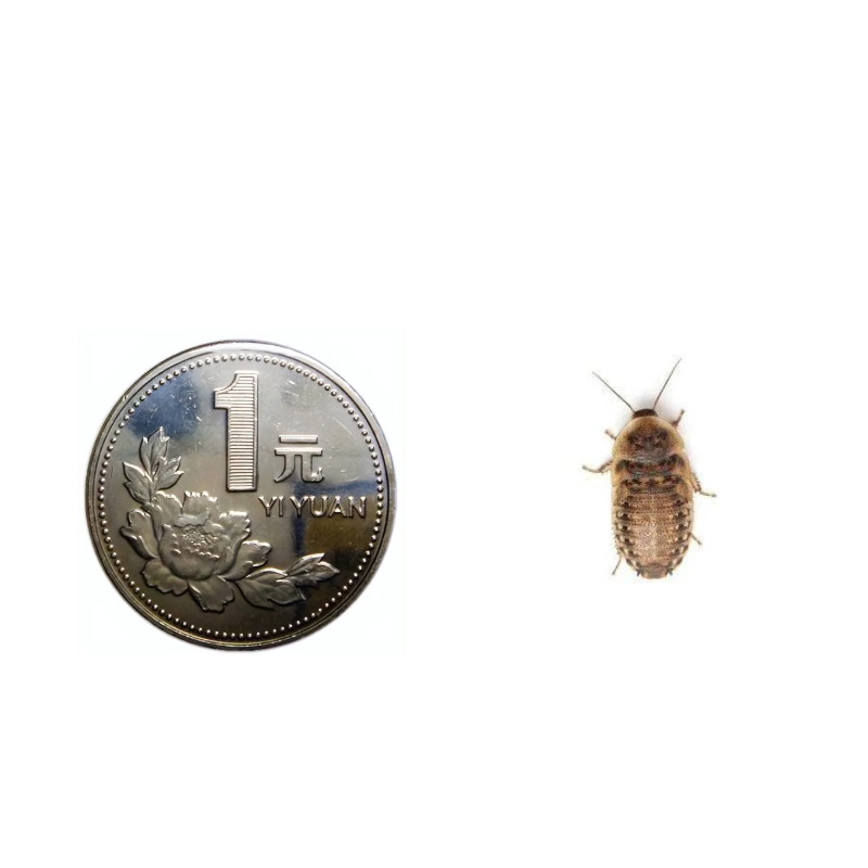 杜比亚蟑螂1-1.5厘米/1斤