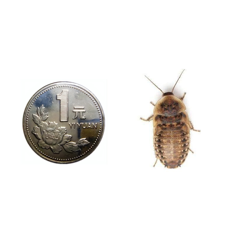 杜比亚蟑螂2-2.5厘米/1斤