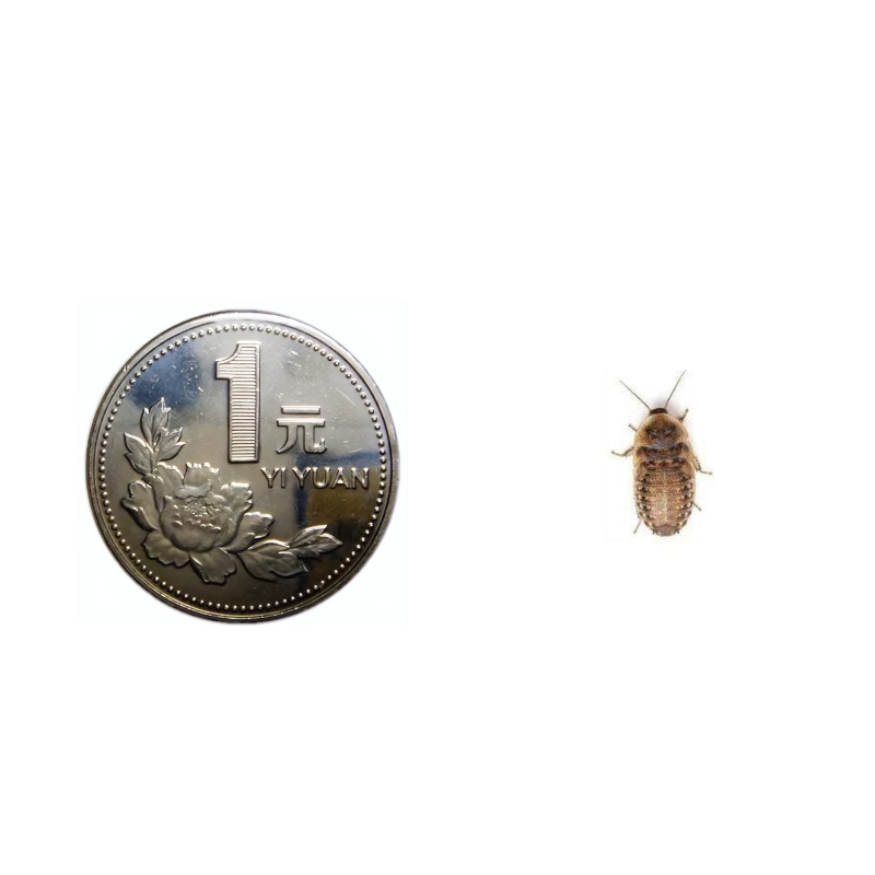 杜比亚蟑螂0.5-1厘米/1斤