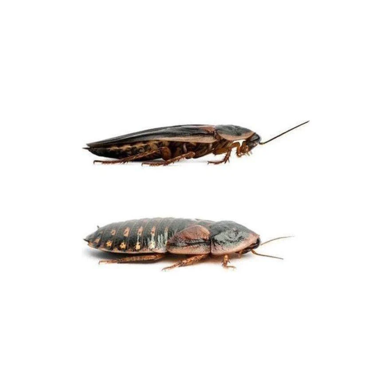 成年杜比亚蟑螂对