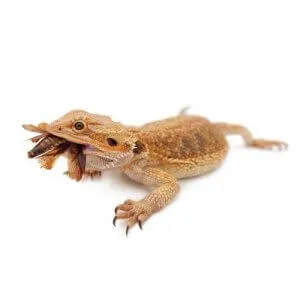 选择杜比亚蟑螂的 20 个（绝佳）理由