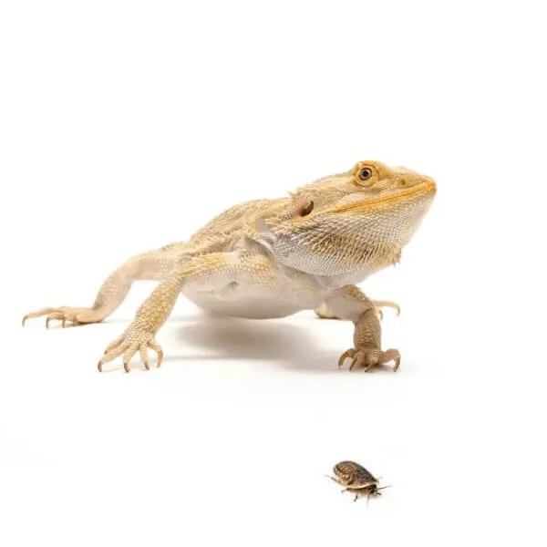 杜比亚蟑螂喂养鬃狮蜥