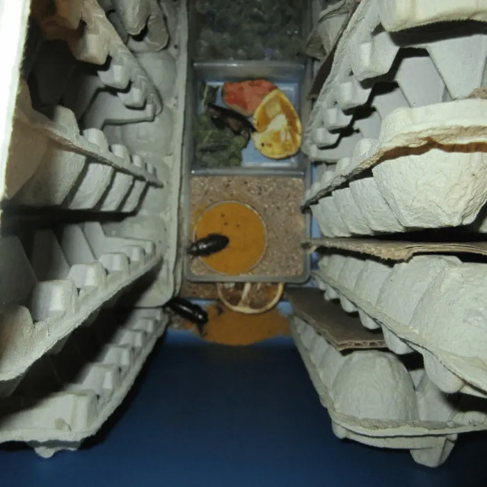 清除杜比亚蟑螂群落中的螨虫