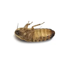 杜比亚蟑螂死亡