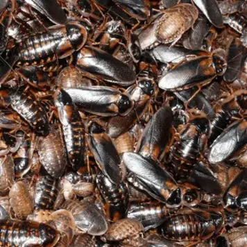 蟑螂生长和种群密度