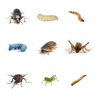 杜比亚蟑螂与常见昆虫对比