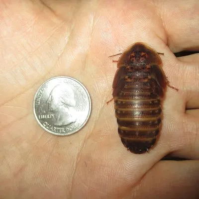 杜比亚蟑螂肠道装载指南