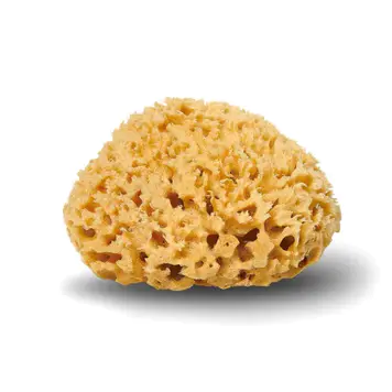 用于杜比亚蟑螂补水的海绵